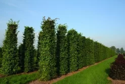 Haagbeuk Als Haagelement (Carpinus Betulus)