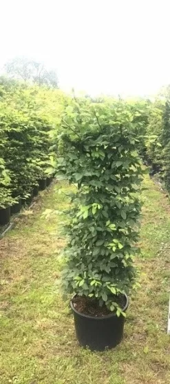 Haagbeuk Als Haagelement (Carpinus Betulus) -Tuinplanten Winkel carpinus betulus h100x50x50