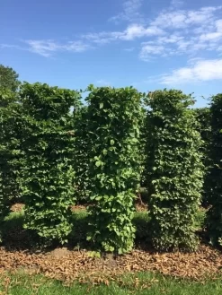 Haagbeuk Als Haagelement (Carpinus Betulus) -Tuinplanten Winkel carpinus betulus h150x50x50 cm 3