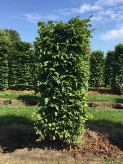 Haagbeuk Als Haagelement (Carpinus Betulus) -Tuinplanten Winkel carpinus betulus h150x60x60cm