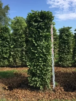 Haagbeuk Als Haagelement (Carpinus Betulus) -Tuinplanten Winkel carpinus betulus h200x50x50 cm 2