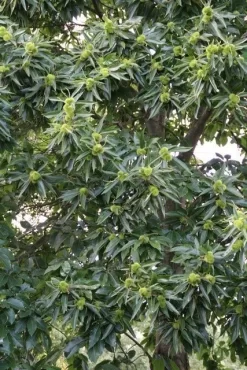 Tamme Kastanje (Castanea Sativa) -Tuinplanten Winkel castanea sativa tamme kastanje 3