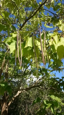 Trompetboom (Catalpa Bignonioides) -Tuinplanten Winkel catalpa 1 1