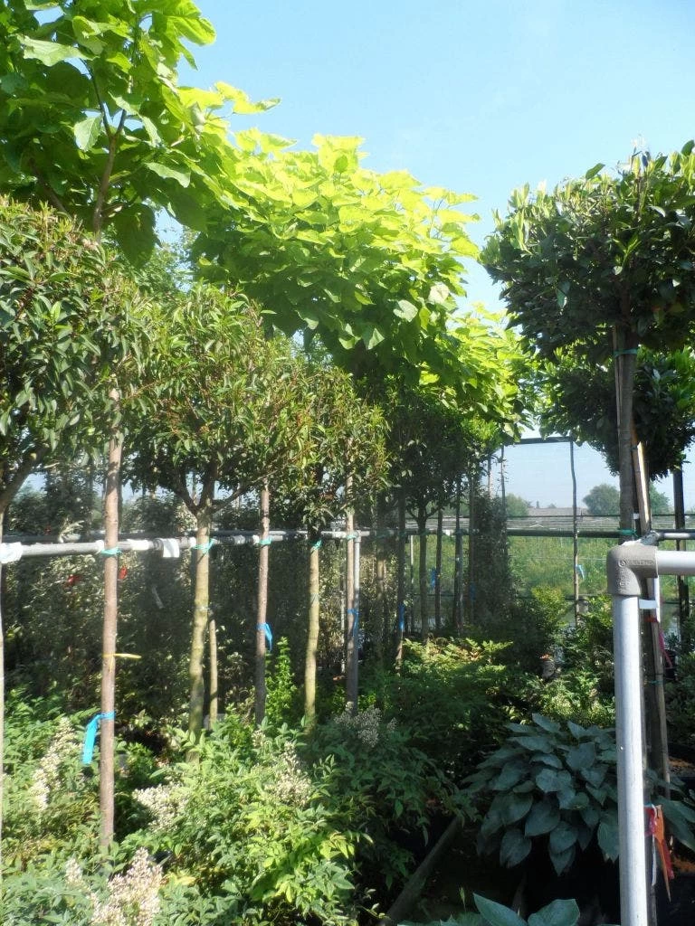 Gele Trompetboom (Catalpa Bignonioides 'Aurea') 1 Gele Trompetboom (Catalpa Bignonioides 'Aurea')