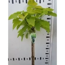Trompetboom Op Stam (Catalpa Bignonioides 'Aurea')