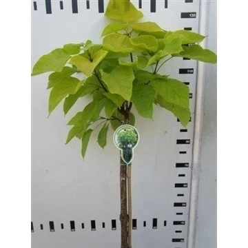 Trompetboom Op Stam (Catalpa Bignonioides 'Aurea') 1 Trompetboom Op Stam (Catalpa Bignonioides 'Aurea')