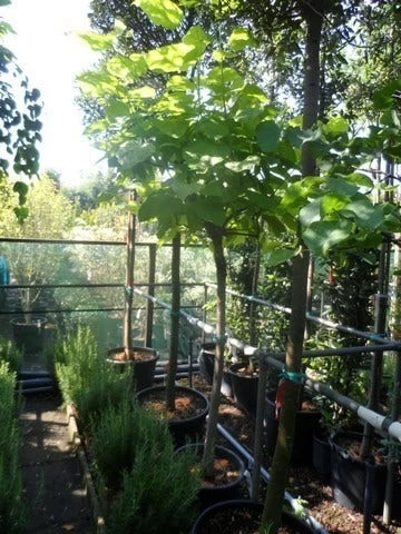 Gele Trompetboom (Catalpa Bignonioides 'Aurea') 4 Gele Trompetboom (Catalpa Bignonioides 'Aurea') - Afbeelding 4