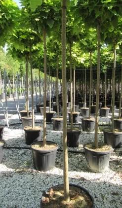 Bolcatalpa (Catalpa Bignonioides 'Nana') 11 Bolcatalpa (Catalpa Bignonioides 'Nana') -Tuinplanten Winkel catalpa bignonioides nana 10 12