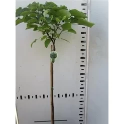 Trompetboom Op Stam (Catalpa Bignonioides 'Nana'), Halfstam -Tuinplanten Winkel catalpa bignonioides nana 130cm