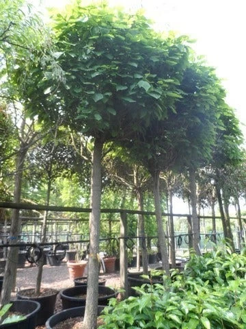 Bolcatalpa (Catalpa Bignonioides 'Nana') 2 Bolcatalpa (Catalpa Bignonioides 'Nana') - Afbeelding 2