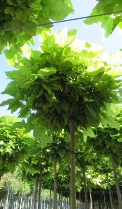 Bolcatalpa (Catalpa Bignonioides 'Nana') 8 Bolcatalpa (Catalpa Bignonioides 'Nana') -Tuinplanten Winkel catalpa bignonioides nana 5 1