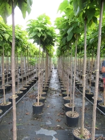 Bolcatalpa (Catalpa Bignonioides 'Nana') 5 Bolcatalpa (Catalpa Bignonioides 'Nana') - Afbeelding 5