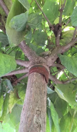 Bolcatalpa (Catalpa Bignonioides 'Nana') 9 Bolcatalpa (Catalpa Bignonioides 'Nana') -Tuinplanten Winkel catalpa bignonioides nana 6