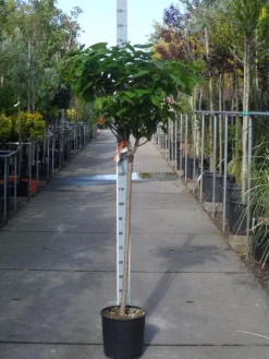 Trompetboom Op Stam (Catalpa Bignonioides 'Nana'), Halfstam -Tuinplanten Winkel catalpa bignonioides nana halfstam c20