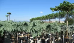 Treurceder Op Stam (Cedrus Libani 'Glauca Pendula') -Tuinplanten Winkel cedrus