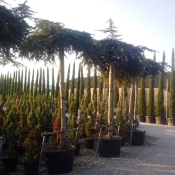 Ceder Als Dakboom (Cedrus Deodara 'Pendula') -Tuinplanten Winkel cedrus deodara dak