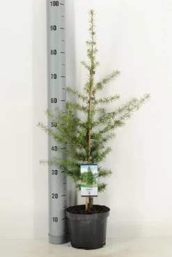 Libanonceder (Cedrus Libani) -Tuinplanten Winkel cedrus libani c3 m 1