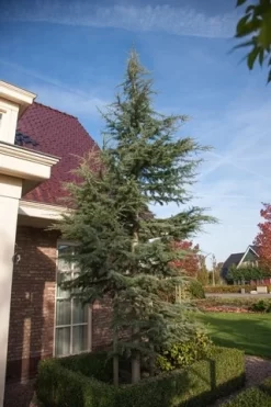 Atlasceder (Cedrus Libani 'Glauca') -Tuinplanten Winkel cedrus libani glauca