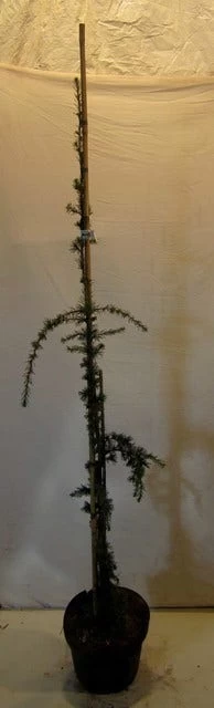 Treurceder Als Boom (Cedrus Libani 'Glauca Pendula') 9 Treurceder Als Boom (Cedrus Libani 'Glauca Pendula') - Afbeelding 9