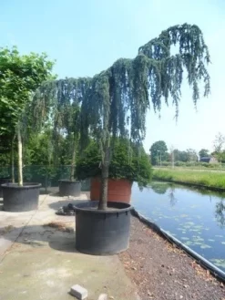 Treurceder Als Boom (Cedrus Libani 'Glauca Pendula') 29 Treurceder Als Boom (Cedrus Libani 'Glauca Pendula') -Tuinplanten Winkel cedrus libani glauca pendula 35 40ho c1000 1 1