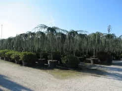 Treurceder Als Boom (Cedrus Libani 'Glauca Pendula') 37 Treurceder Als Boom (Cedrus Libani 'Glauca Pendula') -Tuinplanten Winkel cedrus libani glauca pendula 4 1