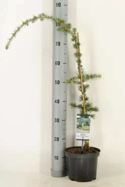 Treurceder Als Boom (Cedrus Libani 'Glauca Pendula') -Tuinplanten Winkel cedrus libani glauca pendula c3 m