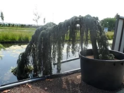 Treurceder Als Boom (Cedrus Libani 'Glauca Pendula') 30 Treurceder Als Boom (Cedrus Libani 'Glauca Pendula') -Tuinplanten Winkel cedrus libani glauca pendula halfstam c1000 solitair 1 1