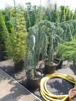 Treurceder Als Boom (Cedrus Libani 'Glauca Pendula') 31 Treurceder Als Boom (Cedrus Libani 'Glauca Pendula') -Tuinplanten Winkel cedrus libani glauca pendula halfstam c35 1 1
