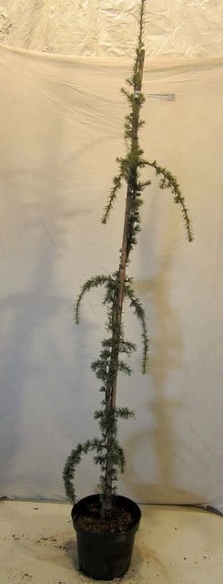 Treurceder Als Boom (Cedrus Libani 'Glauca Pendula') 7 Treurceder Als Boom (Cedrus Libani 'Glauca Pendula') - Afbeelding 7