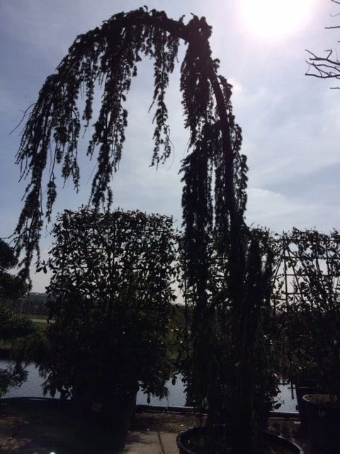Treurceder Als Boom (Cedrus Libani 'Glauca Pendula') 15 Treurceder Als Boom (Cedrus Libani 'Glauca Pendula') - Afbeelding 15