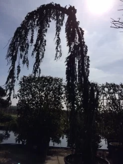 Treurceder Als Boom (Cedrus Libani 'Glauca Pendula') -Tuinplanten Winkel cedrus libanica glauca pendula solitair geveerd