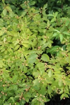 Kogelbloem (Cephalanthus Occidentalis) -Tuinplanten Winkel cephalanthus occidentalis 1
