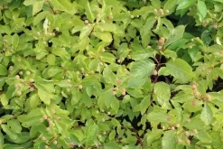 Kogelbloem (Cephalanthus Occidentalis) -Tuinplanten Winkel cephalanthus occidentalis 2