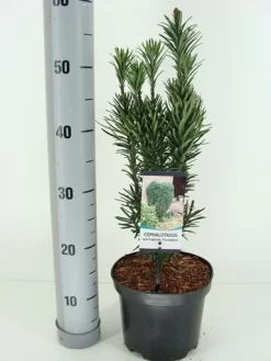 Knoptaxus (Cephalotaxus Harringtonia 'Fastigiata') -Tuinplanten Winkel cephalotaxus harr. fastigiata winter c3 m