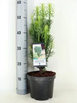 Knoptaxus (Cephalotaxus Harringtonia 'Fastigiata') -Tuinplanten Winkel cephalotaxus harr. fastigiata zomer c3 m