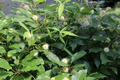 Kogelbloem (Cephalanthus Occidentalis) -Tuinplanten Winkel cepharanthus occidentalis 1