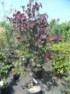 Judasboom Als Struik (Cercis Canadensis 'Forest Pansy') -Tuinplanten Winkel cercis canadensis forest pansy 150 175 1