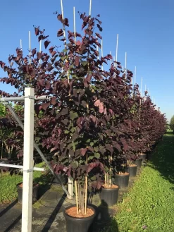 Meerstammige Judasboom (Cercis Canadensis 'Forest Pansy') -Tuinplanten Winkel cercis canadensis forest pansy c50 3 stem