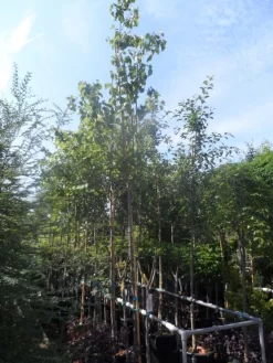 Judasboom (Cercis Siliquastrum) -Tuinplanten Winkel cercis siliquastrum 10 12ho cont