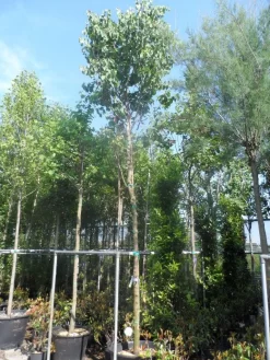 Judasboom (Cercis Siliquastrum) -Tuinplanten Winkel cercis siliquastrum 18 20ho cont