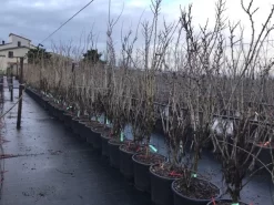 Chinese Judasboom (Cercis Chinensis 'Shirobana') -Tuinplanten Winkel cercisshirbana 2