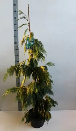 Cypres (Chamaecyparis Nootkatensis 'Pendula') 12 Cypres (Chamaecyparis Nootkatensis 'Pendula') -Tuinplanten Winkel chamacyparis n pendula 100 125 cm co. 10l b kopie