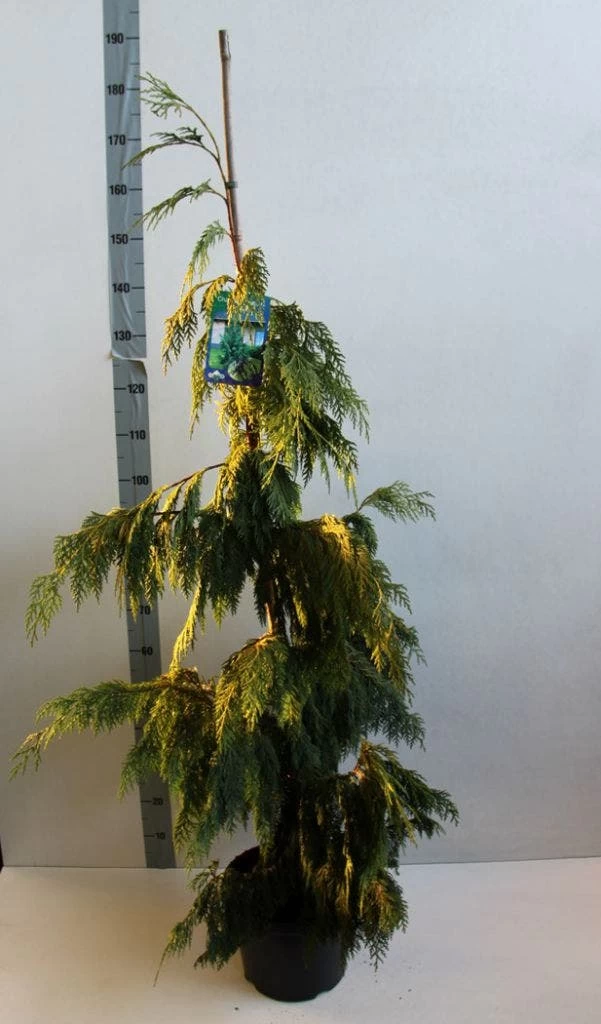 Cypres (Chamaecyparis Nootkatensis 'Pendula') 4 Cypres (Chamaecyparis Nootkatensis 'Pendula') - Afbeelding 4