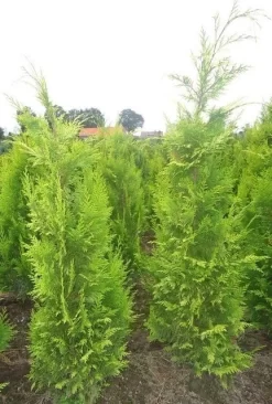Gele Haagconifeer (Chamaecyparis Lawsoniana 'Ivonne') -Tuinplanten Winkel chamacyparislivonne80125vh