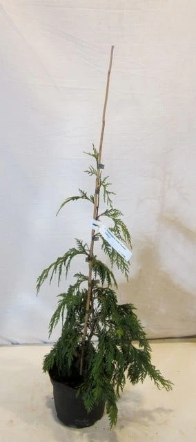 Cypres (Chamaecyparis Nootkatensis 'Pendula') 7 Cypres (Chamaecyparis Nootkatensis 'Pendula') - Afbeelding 7