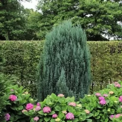 Cypres (Chamaecyparis Lawsoniana 'Ellwoodii') -Tuinplanten Winkel chamaecyparis law. ellwoodii