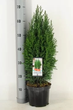 Cypres (Chamaecyparis Lawsoniana 'Ellwoodii') -Tuinplanten Winkel chamaecyparis law. ellwoodii c3 m