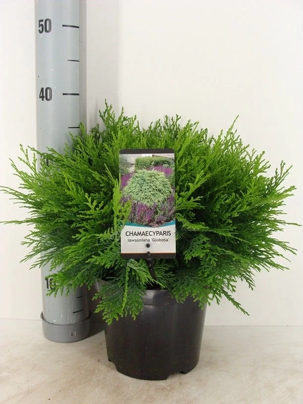 Dwergcipres (Chamaecyparis Lawsoniana 'Globosa') 1 Dwergcipres (Chamaecyparis Lawsoniana 'Globosa')