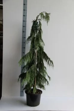 Cypres (Chamaecyparis Nootkatensis 'Pendula') 13 Cypres (Chamaecyparis Nootkatensis 'Pendula') -Tuinplanten Winkel chamaecyparis n. pendula 125 150 cm co. 12l v