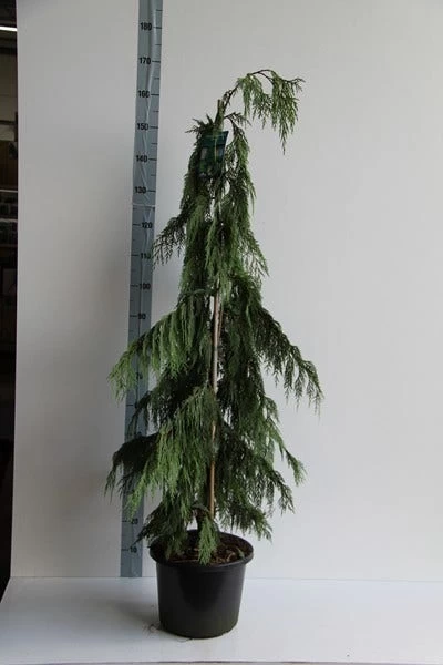 Cypres (Chamaecyparis Nootkatensis 'Pendula') 5 Cypres (Chamaecyparis Nootkatensis 'Pendula') - Afbeelding 5